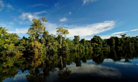 Unidades de Conservação no Brasil: o Que São e Como Funcionam