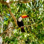 Tucano-toco em galho de árvore, ave nativa do Brasil