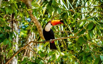 Fauna Brasileira: Espécies, Biomas e Conservação