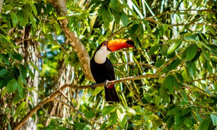 Fauna Brasileira: Espécies, Biomas e Conservação