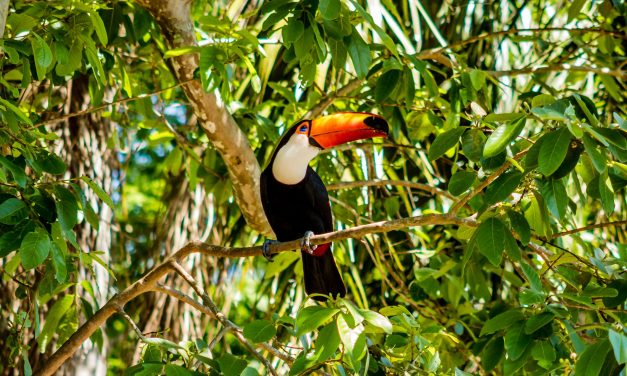 Fauna Brasileira: Espécies, Biomas e Conservação