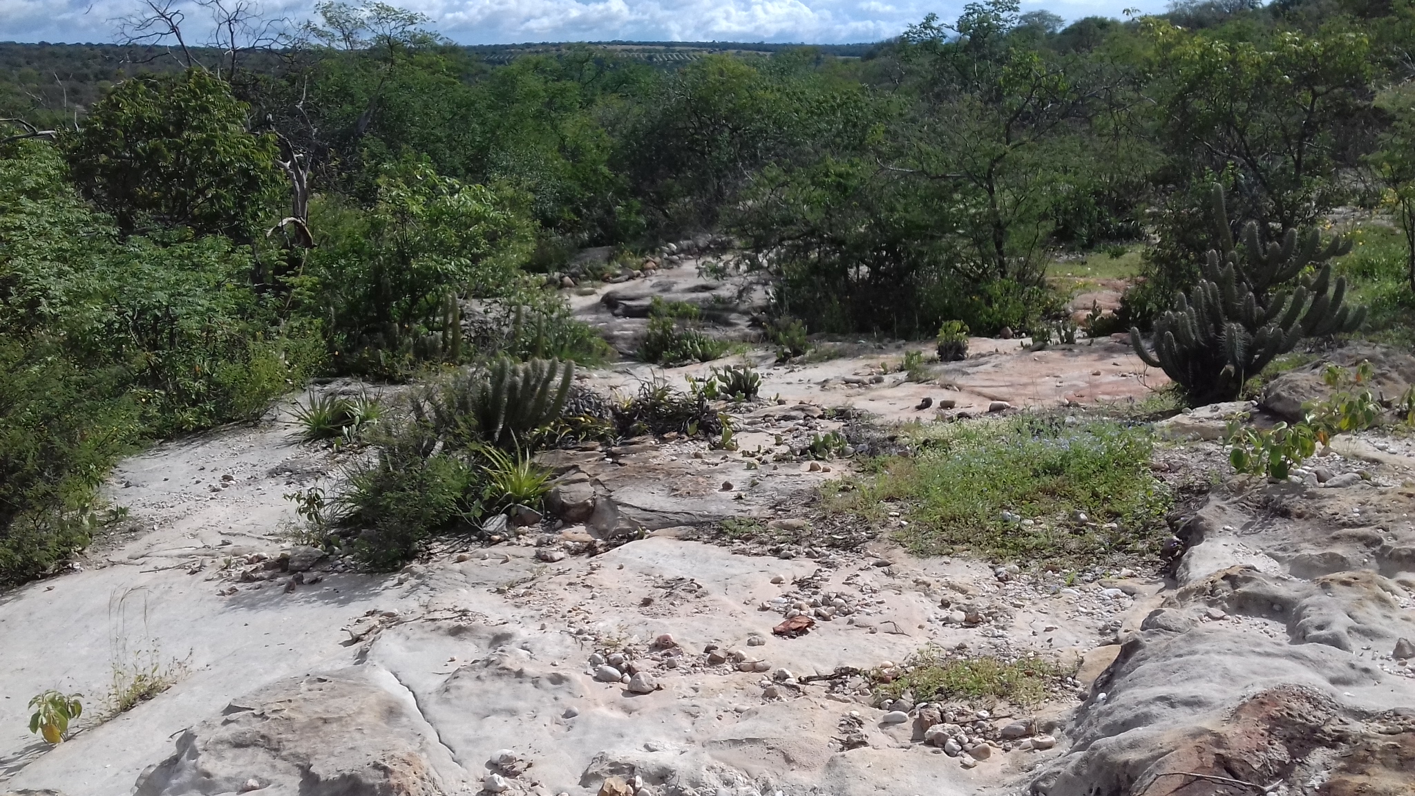 Vegetação de caatinga no município de Francisco Santos, no interior do Piauí