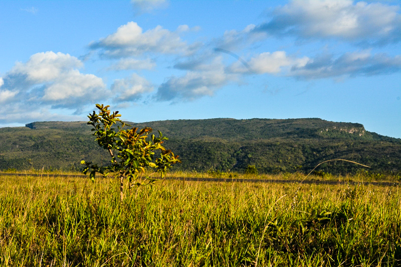 Região do Lavrado, área de savana no Estado de Roraima