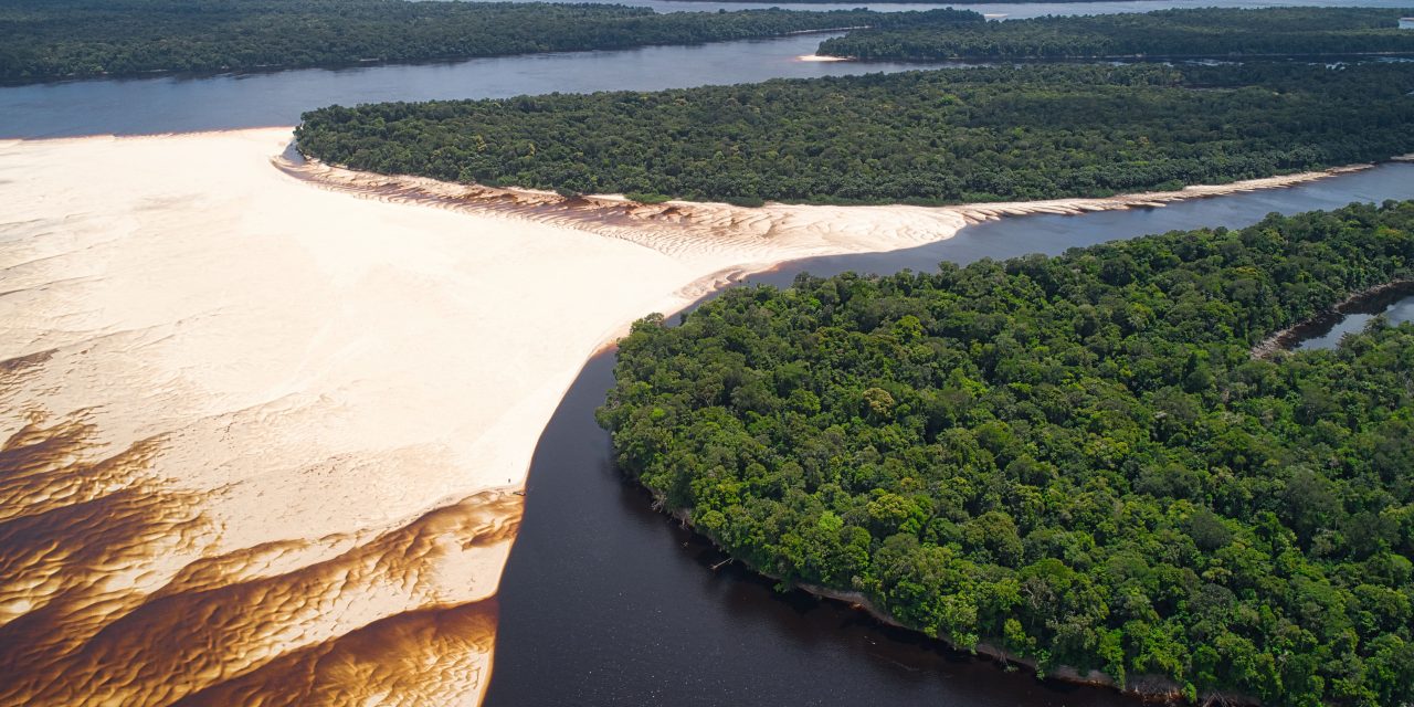 Vegetação do Brasil: os 6 Biomas e Suas Características