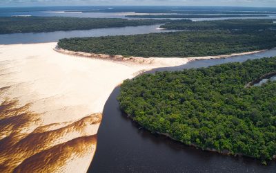 Vegetação do Brasil: os 6 Biomas e Suas Características
