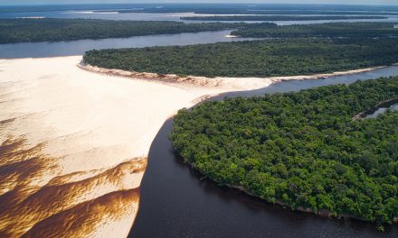 Vegetação do Brasil: os 6 Biomas e Suas Características