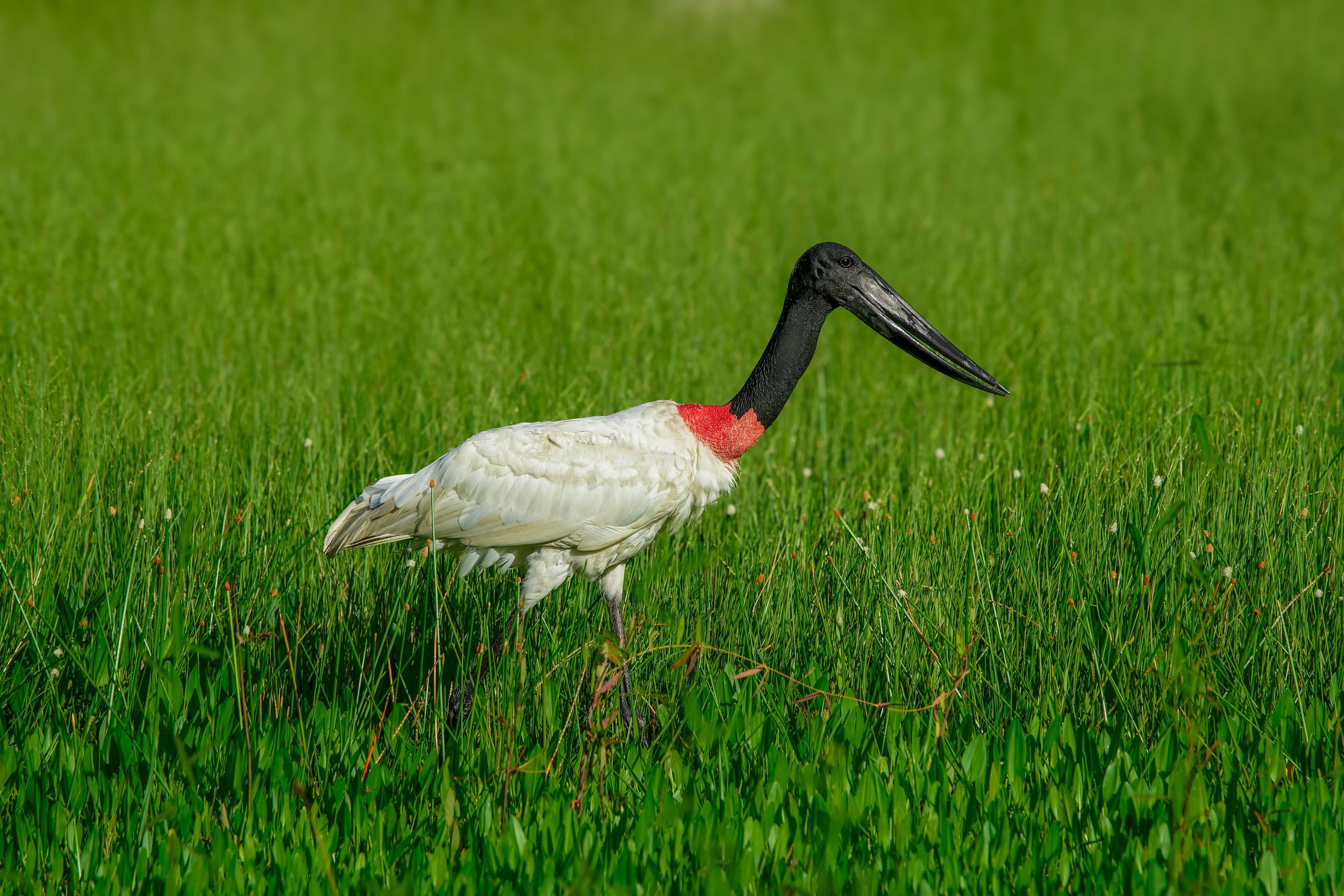 Tuiuiú caminhando sobre vegetação verde no Pantanal, bioma presente no Estado de Mato Grosso do Sul