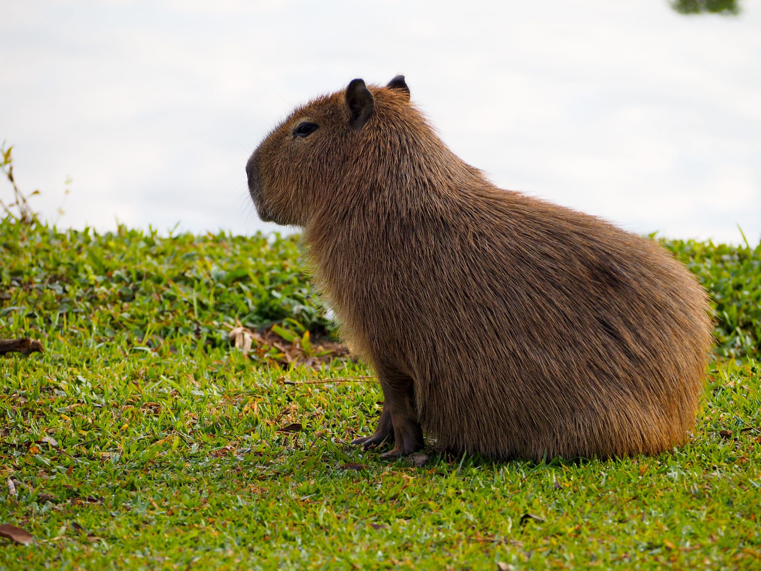 Capivara às margens do lago do Parque Barigui, em Curitiba