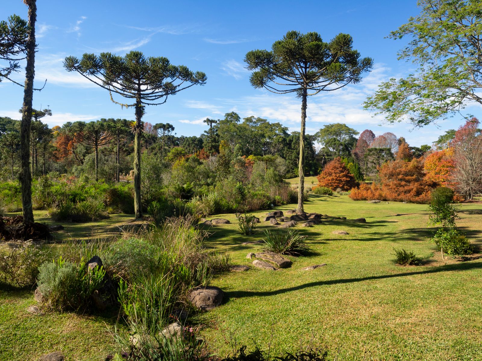 Floresta de Araucária em Faxinal do Céu, Paraná