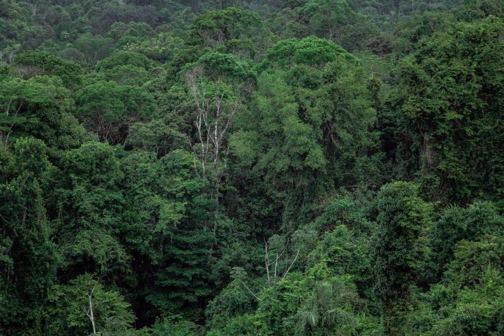 Vista aérea da floresta tropical densa típica da Amazônia